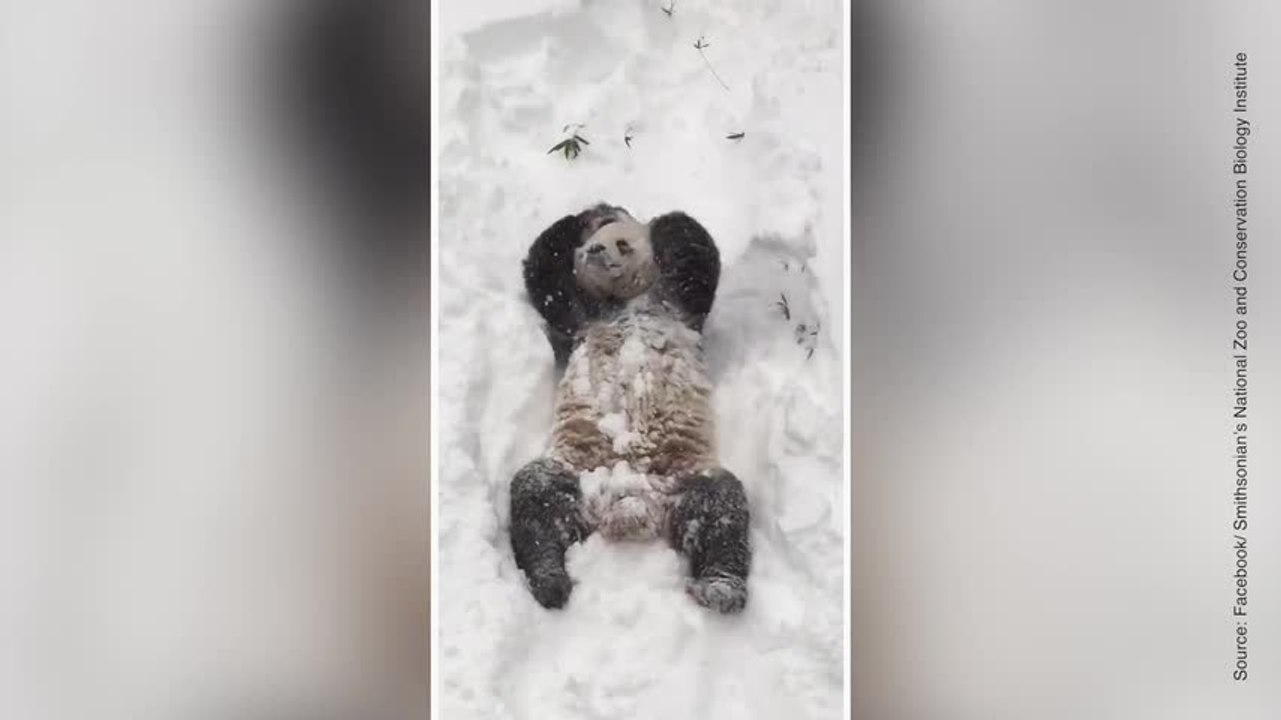 FR_Panda im Schnee