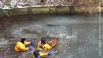 Sauvetage spectaculaire : Ce chien est coincé dans un lac glacé