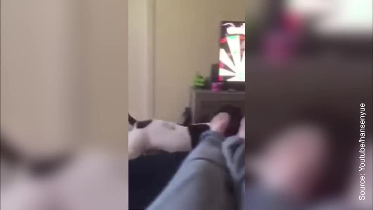 FR_Dart-Hund