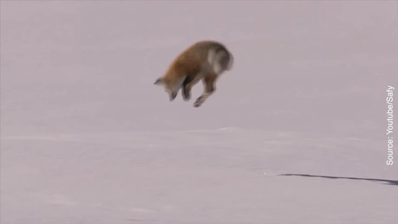Un lit aussi confortable que la neige pour un renard