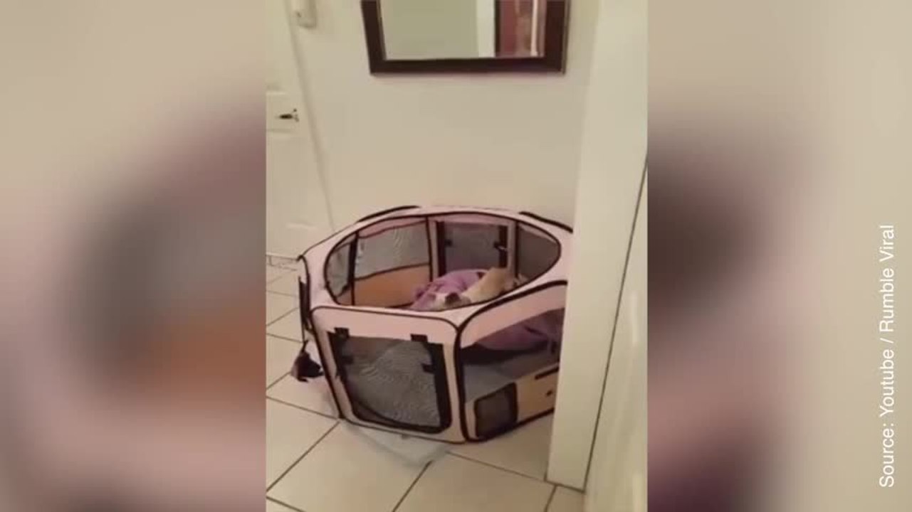 Qui aurait cru qu’un chat et chien pouvaient s’...