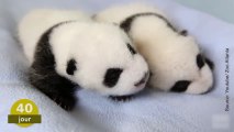 100 jours dans la vie de ces deux bébés pandas