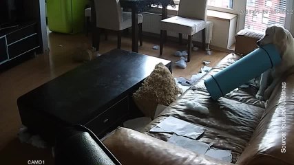 Ce chien a complètement détruit l'appartement de sa maîtresse...