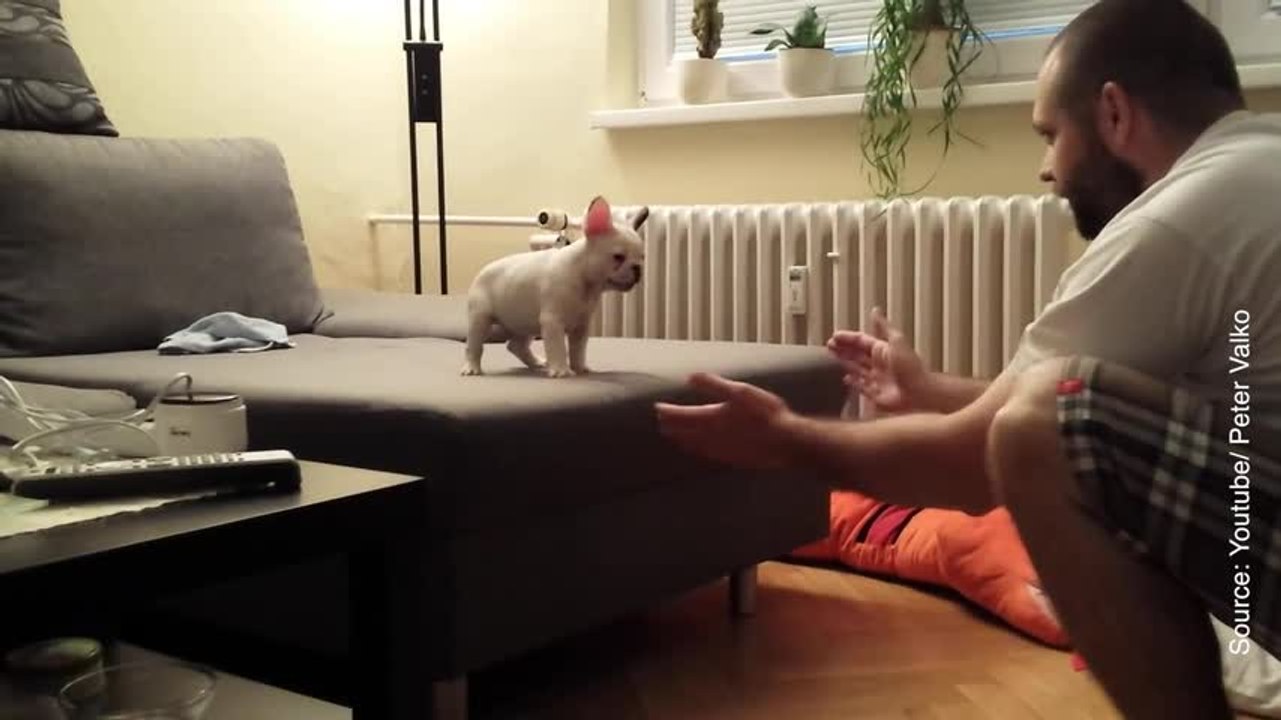 Ce petit bouledogue qui saute de son canapé nou...