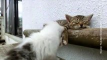 Ce chat essaie de réveiller son compagnon endormi