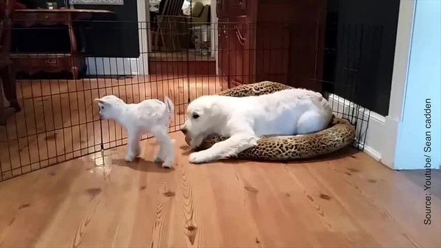 Quand un bébé chèvre rencontre un chiot pour la première fois !