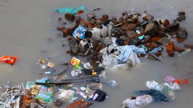 Une chienne sauve ses chiots d'une inodation