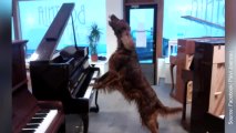 Un artiste pas comme les autres : Elmo chante et joue du piano !