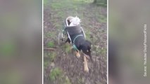Un chien handicapé aide son camarade aveugle