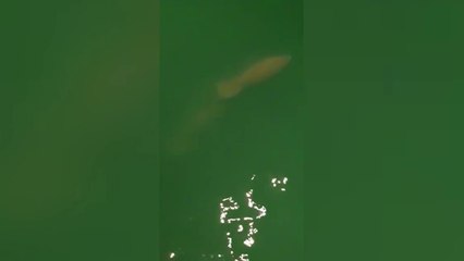 ext-avistan-manati-y-cria-en-moin-250621