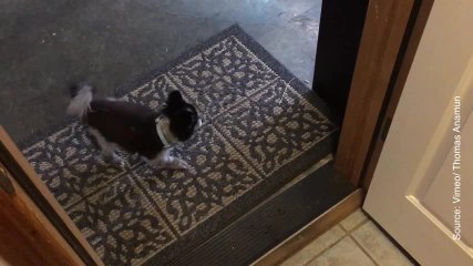 La politesse, ça vaut aussi pour les chiens !