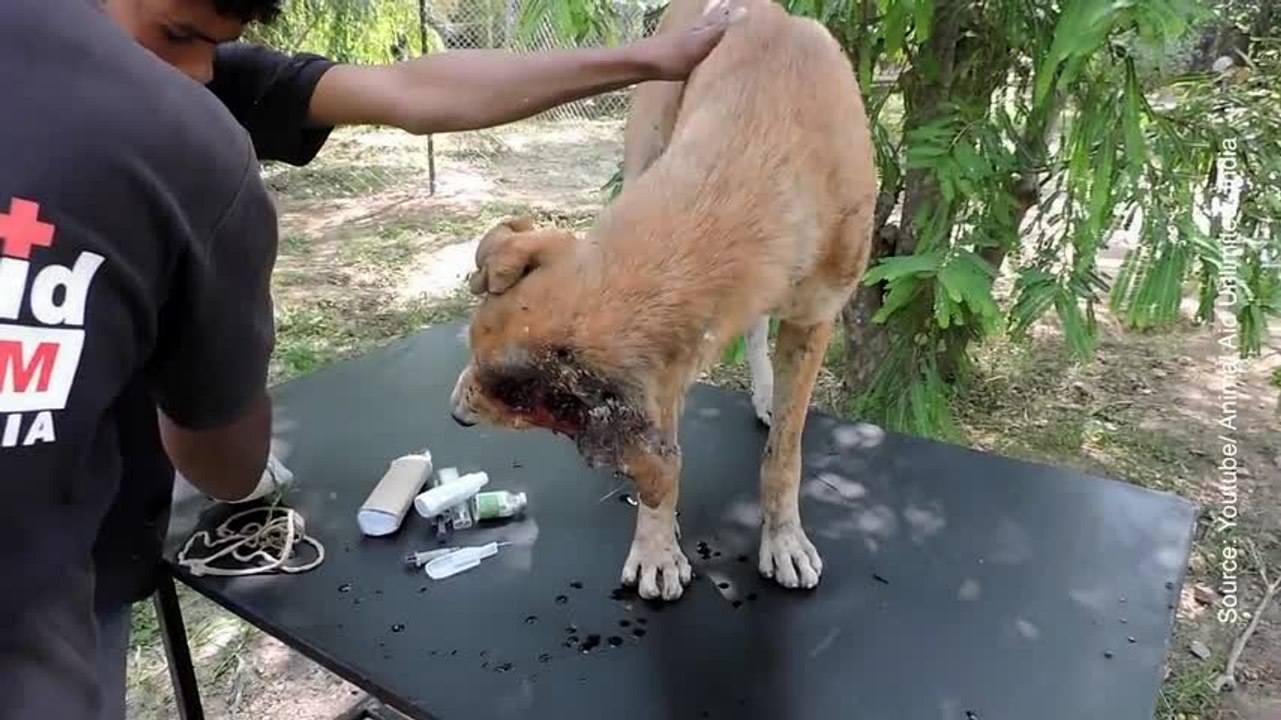 Un chien abandonné sauvé de la mort