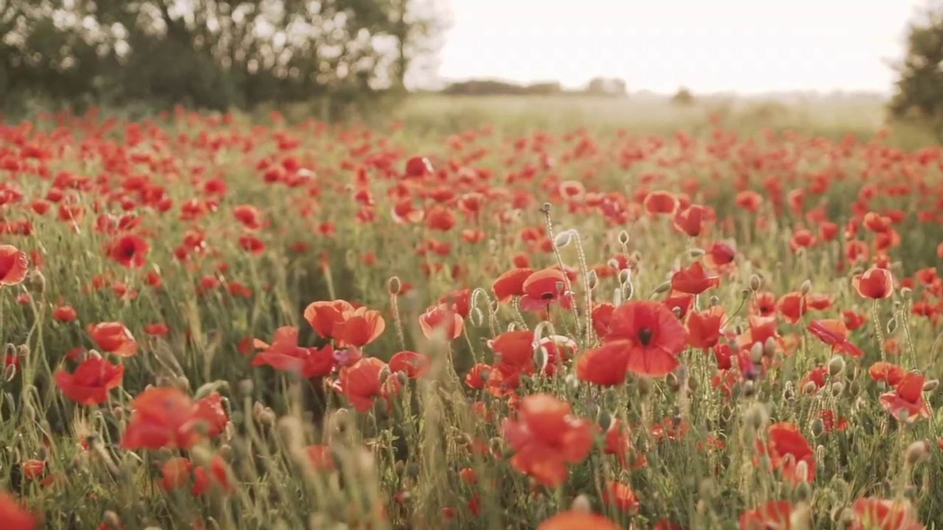 ⁣Relaxation Music, Calm Music, Study Music, Work Music, Healing Music , Meditation Music Vol 2