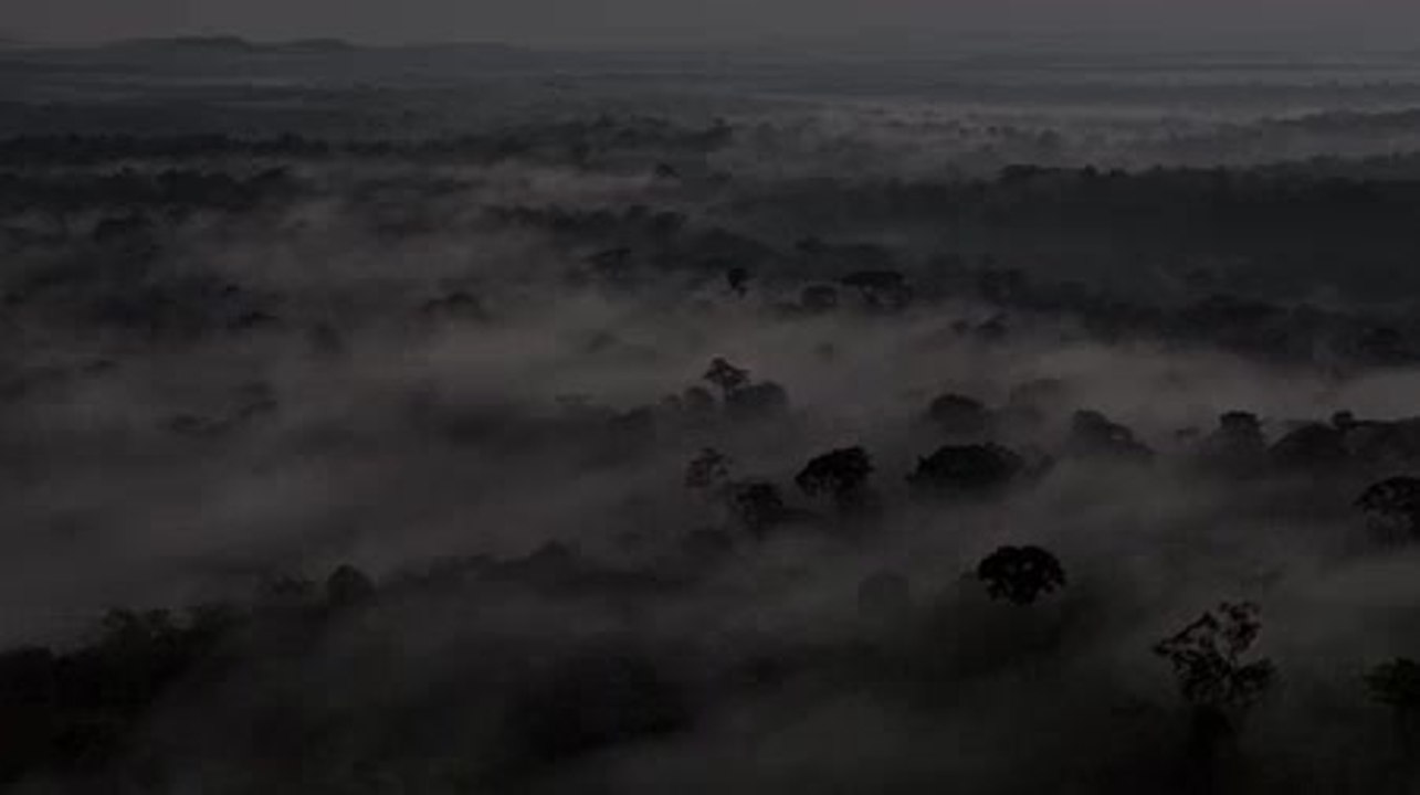 Chimpanzés bande annonce du nouveau film Disneynature