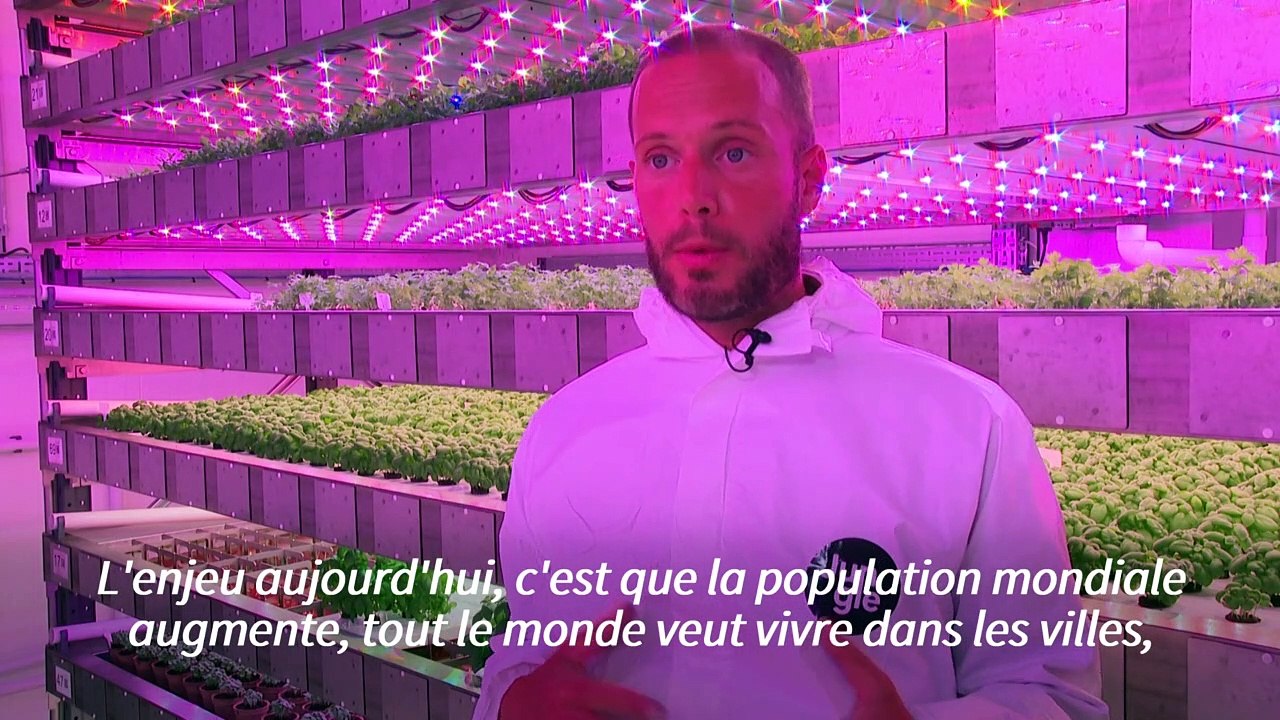 A la ferme verticale Jungle, les herbes aromatiques voient la vie en rose