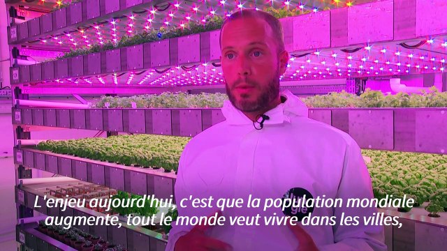 A la ferme verticale Jungle, les herbes aromatiques voient la vie en rose