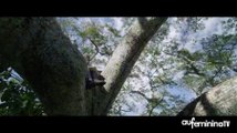 Il était une forêt : les premières images du nouveau documentaire