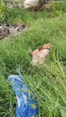 Dog Goes Rolling in Grass