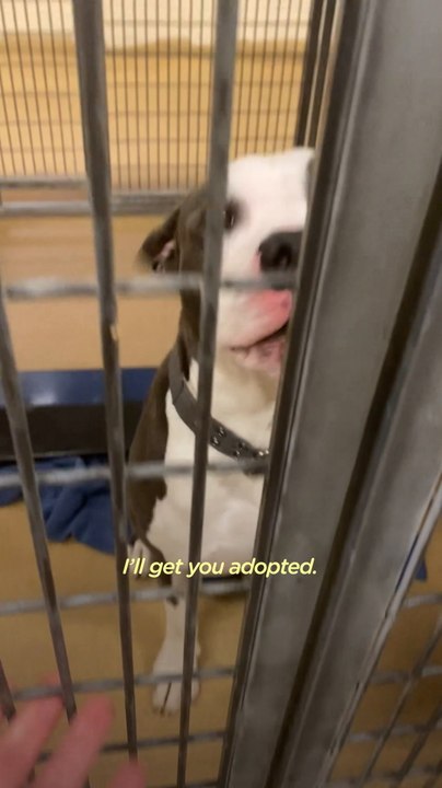 Guy Promises To Get 2 Pit Bulls Adopted