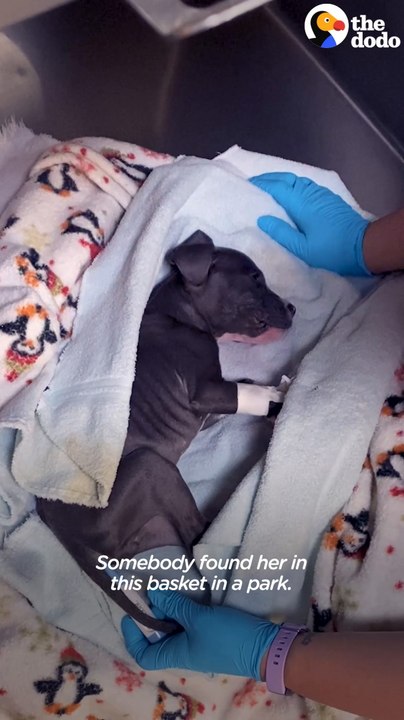 Puppy Abandoned In A Basket Chases Her Rottweiler Sister Now Puppy Abandoned In A Basket Chases Her Rottweiler Sister Now