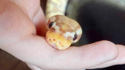 Cute Little Python Loves Snuggling With His Mom
