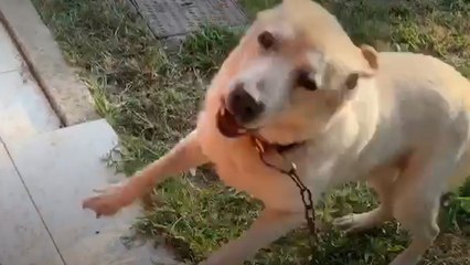 Dog Chained Up For 10 Years Is The Happiest Boy Now