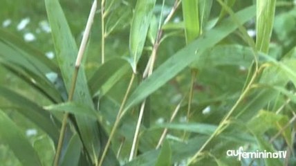 Bambou en pot : comment le planter en pleine terre