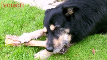 How to Keep Your Pet Calm During July 4th Fireworks