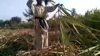 domkey riding tour in my village sugar cane cuting