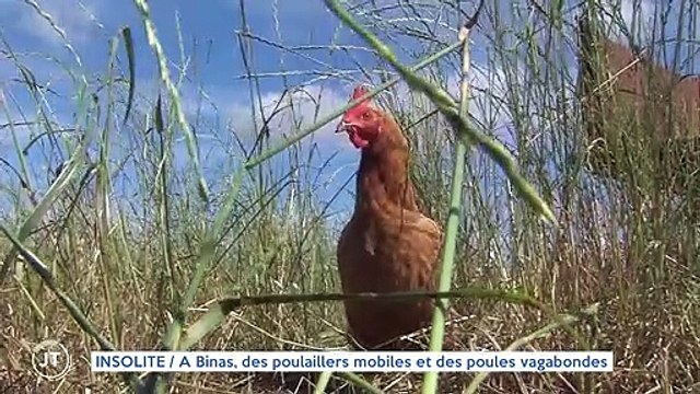 INSOLITE / A Binas, des poulaillers mobiles et des poules vagabondes