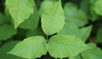 Poison Ivy Make You Itchy? You Might Need to Avoid These 3 Foods