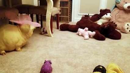 Myrtle the Piglet Missing Bones Doesn't Let it Slow Her Down