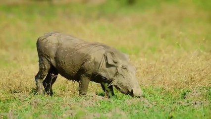 Knowing Lions Choose The Simplest Way to Catch The Whole Family Warthog