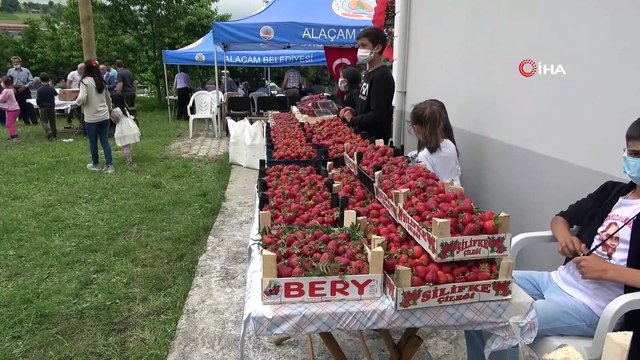 Samsun'da 'Dürtmen Yaylası Çilek Hasat Etkinliği'