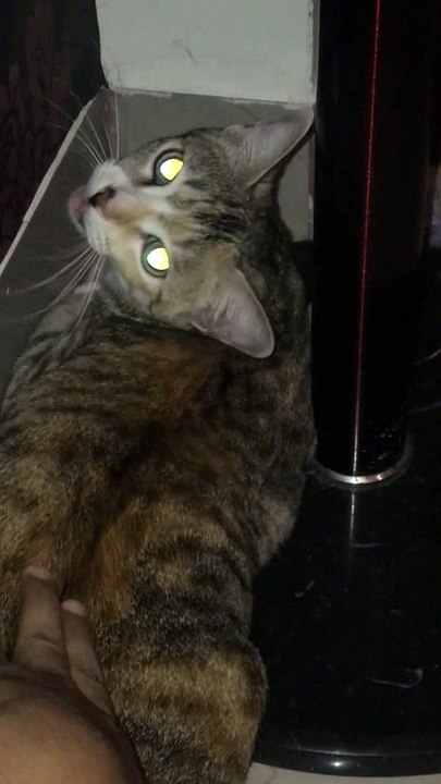 Cute cat