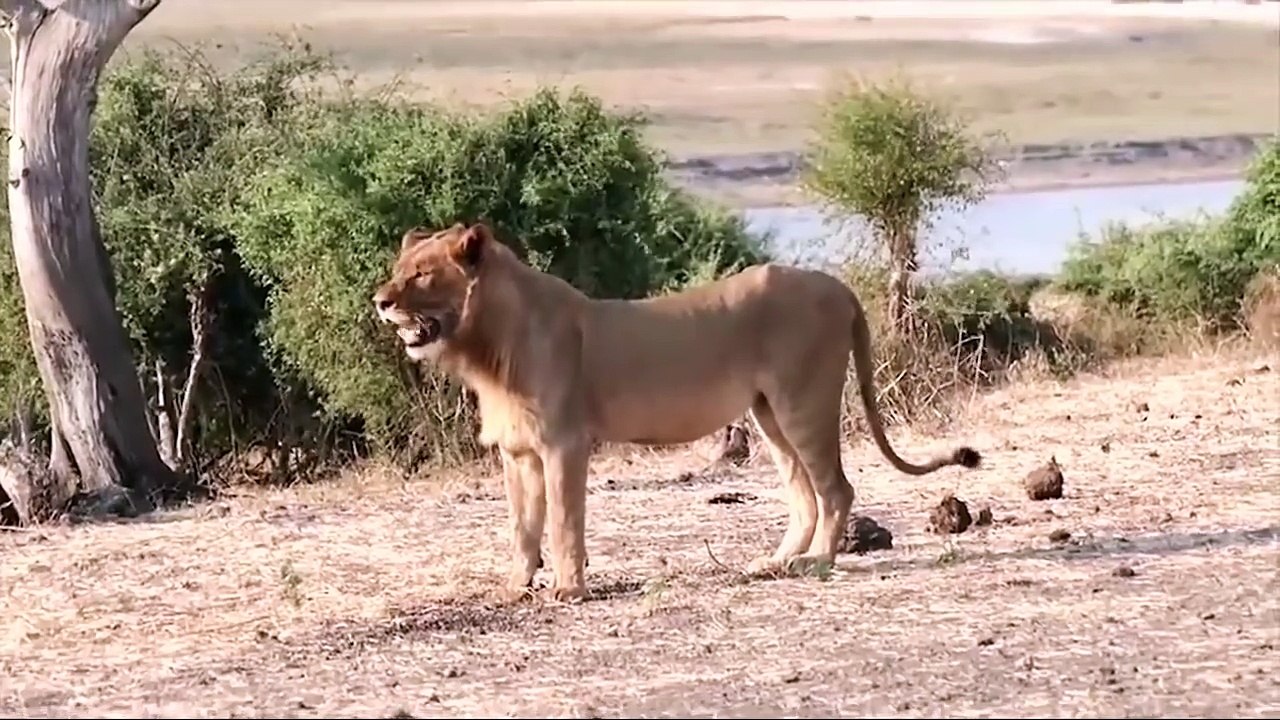 Hero Elephant Save Wildebeest From Lion Hunting While Drinking