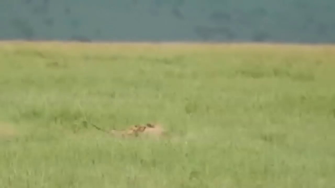 Leopard vs Warthog Struggle For Life Warthog Tossing Leopard To The Air To Save Baby
