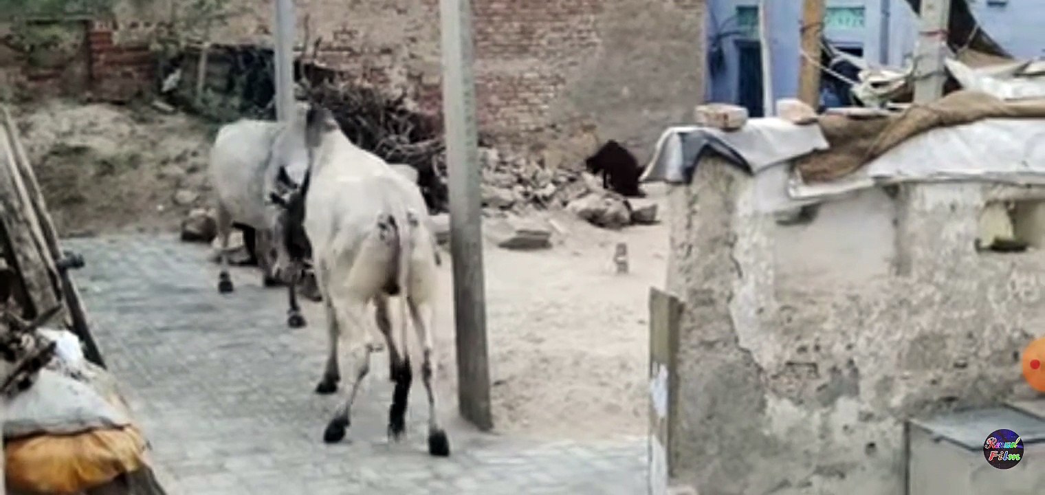 Video sabhi category ke