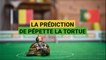 Belgique - Portugal : la prédiction de Pépette la tortue