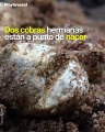 Dos cobras hermanas están a punto de nacer