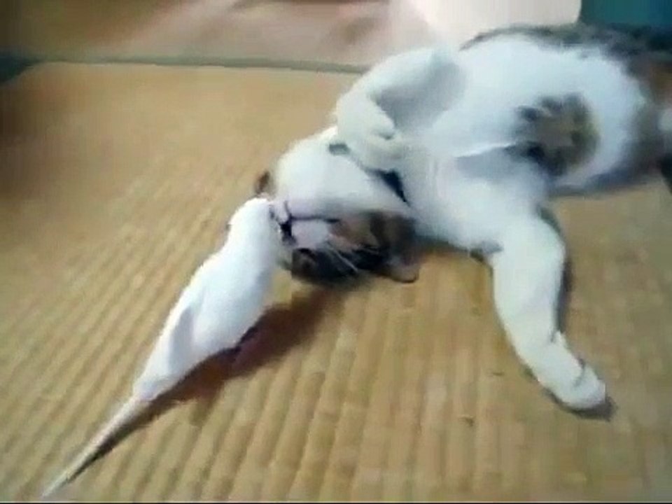 Funny Parrots Annoying Cats Compilation 2021 || NEW HD