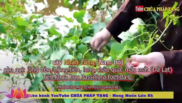 Cách Chữa Bệnh Mất Ngủ - Stress - Vừa Đặt Lưng Xuống Là Ngủ Ngon Tới Sáng L.y. Thầy Thích Trí Huệ