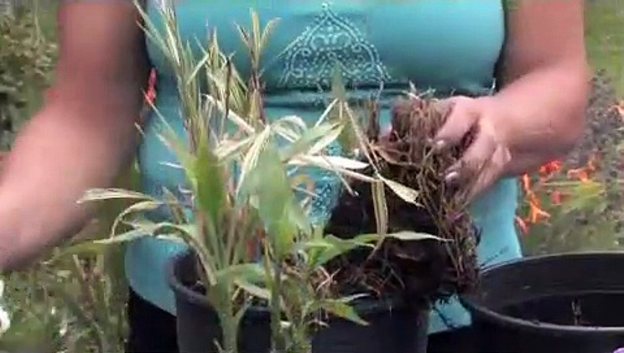 How To Prune A Bamboo Plant