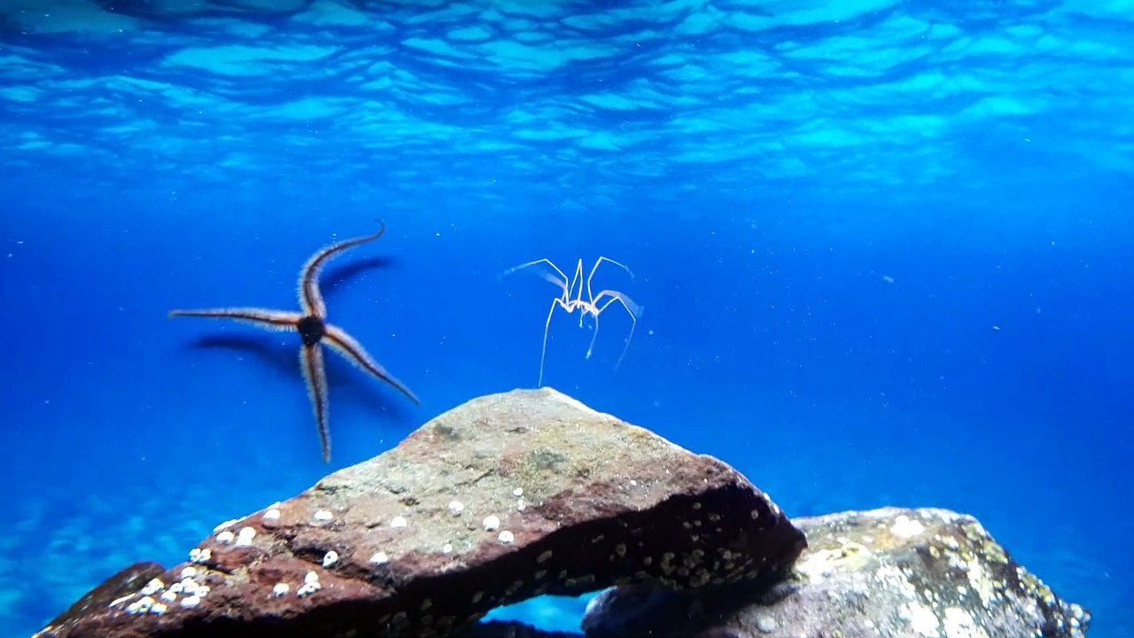 Swimming Sea Spider