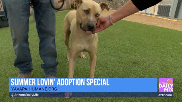 Yavapai Humane Society Summer Lovin’ Adoption Special