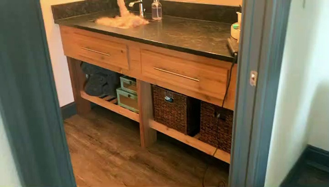 Tuckered Kitty Snoozes in Sink