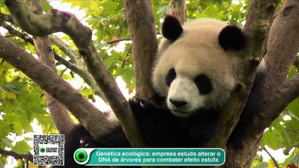 Genética ecológica- Empresa estuda alterar o DNA de árvores para combater efeito estufa