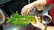 Full Knowledge Of Lucky Bamboo Plant,Peace Money Attracting Bamboo Easy Grow,Direction,Home Care Tip