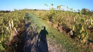 February 2021 Update | Florida Bamboo Farm