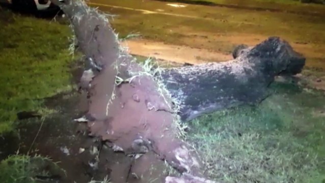 Árvore cai na frente de residência na Região do Lago II